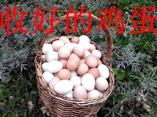 農(nóng)場(chǎng)展示